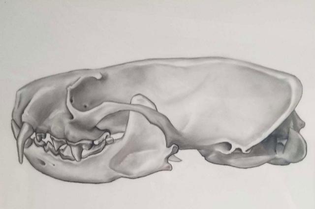 Illustration of a mink skull by Michael Fath using graphite on transparency.